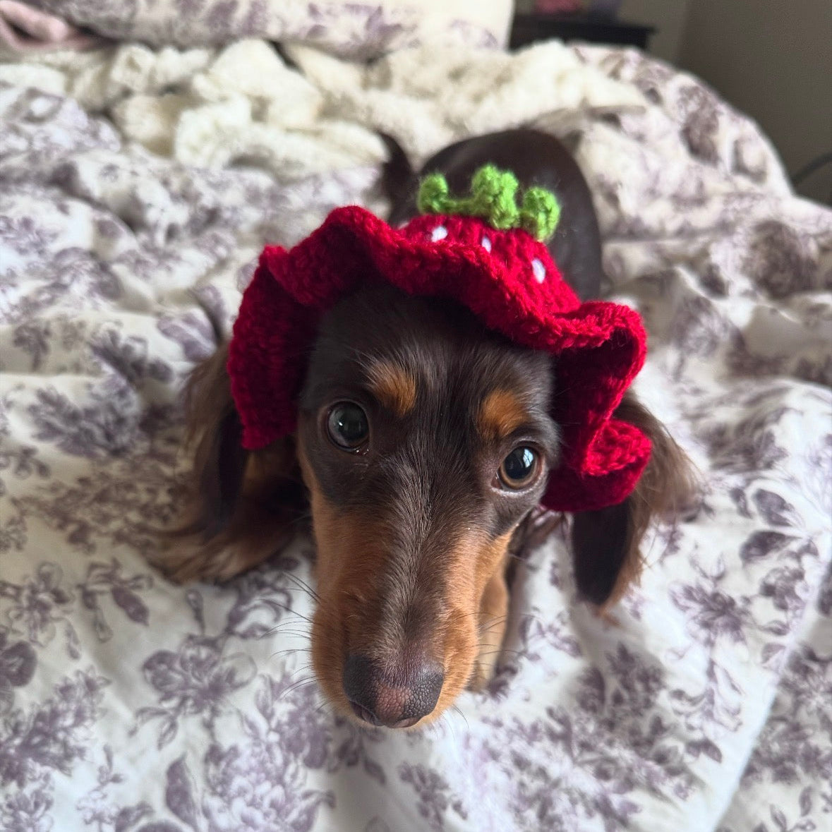 Small Pet Fruit Bucket Hat